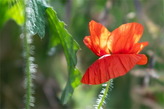 顺口寓意好的女孩名字大全