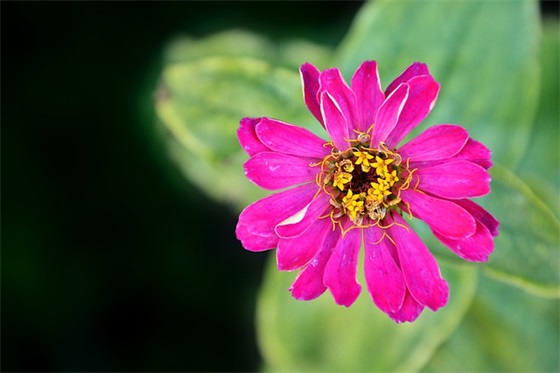 祝福语母亲节成语63句