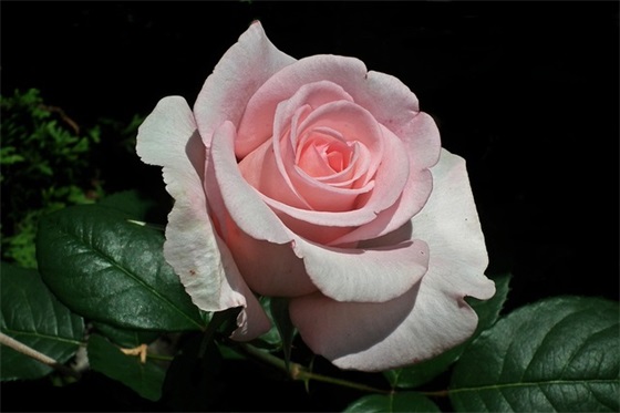 送给别人的生日祝福文案