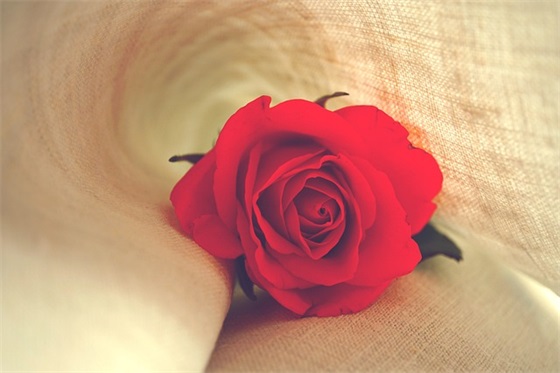 有诗意的端午祝福语57句