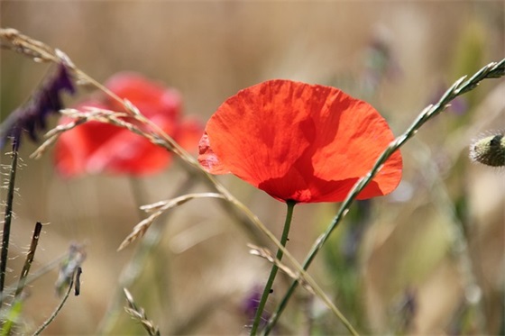 最新的新婚的祝福语大全(最有创意的新婚祝福语大全文库)