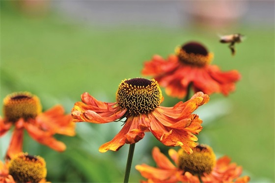 国庆节简短祝福文案