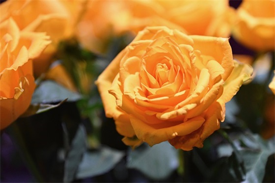 2025年父亲节祝福语59句