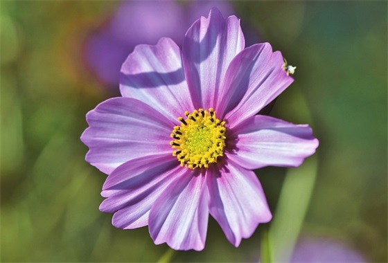 对朋友的新年祝福语58句