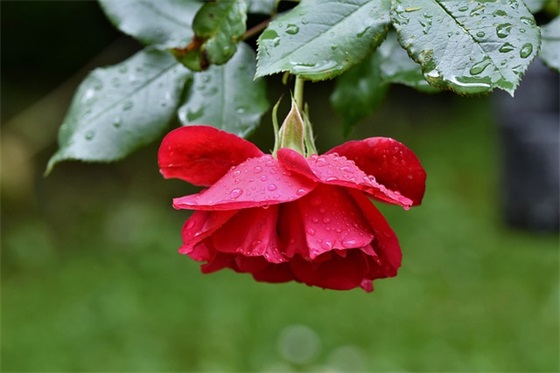 结婚感人祝福语68句