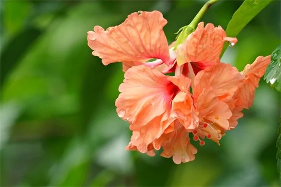 朋友结婚祝福语简短暖心