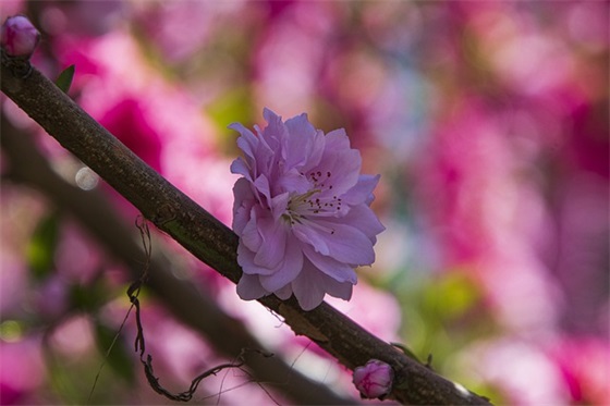 国庆祝福祖国的祝福语 国庆祝福祖国的祝福语简短