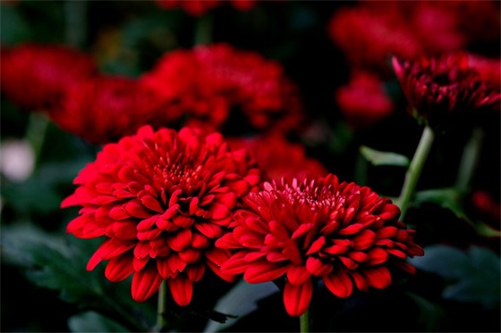 小孩生日祝福语61句