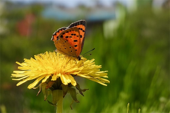 清爽问候祝福语短信