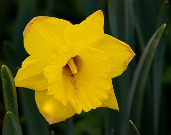 2025年最新版元宵节祝福语58句