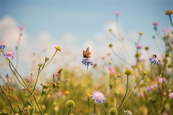 祝福事业的祝福语69句