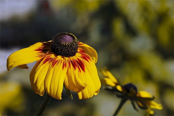 2025年新年祝福语大全59句