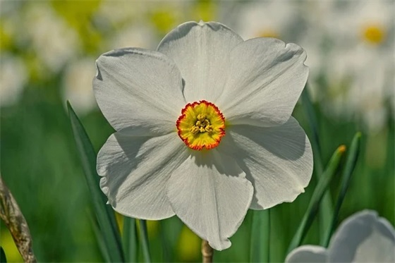 初夏的祝福语55句