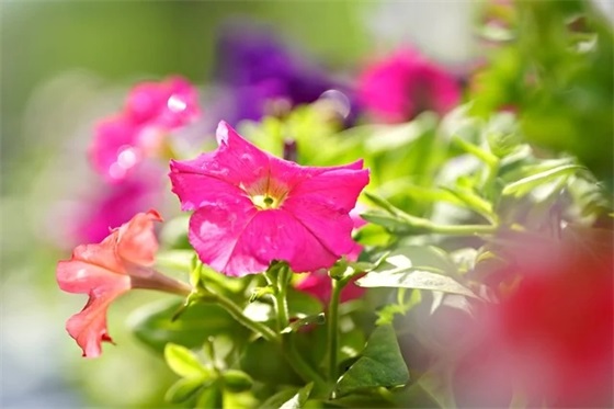 销售部新年祝福语60句