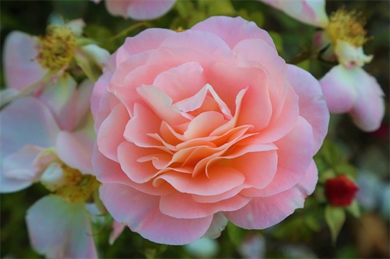 祝小年快乐的祝福语57句