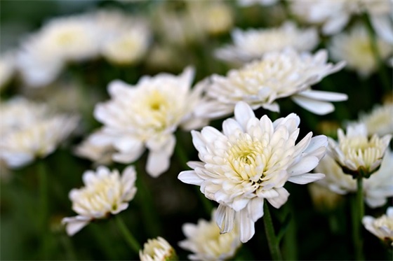 祝福升迁的祝福语61句