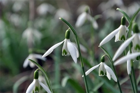 2025母亲节送花的祝福语优美文案