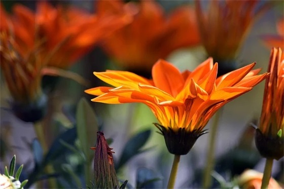 中秋节简单大方的祝福语优美文案短句