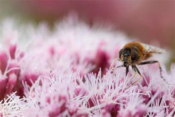 母亲节温馨简短祝福语2025 母亲节的祝福语100字