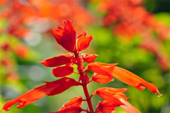 中秋发给国外客户的祝福语