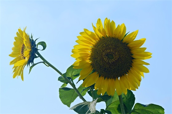 2025年新年贺卡祝福语57句