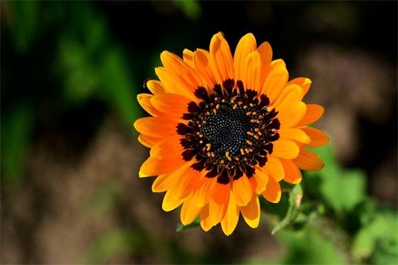 新年祝福语发送领导61句