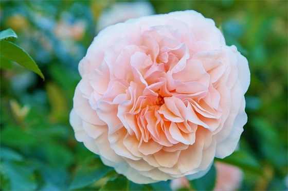 新年祝福语对朋友2025年58句