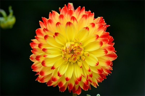 三八贺卡祝福语59句