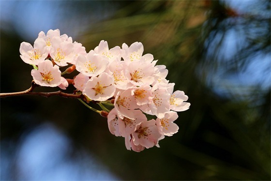 2025母亲节主题暖心的祝福语文案