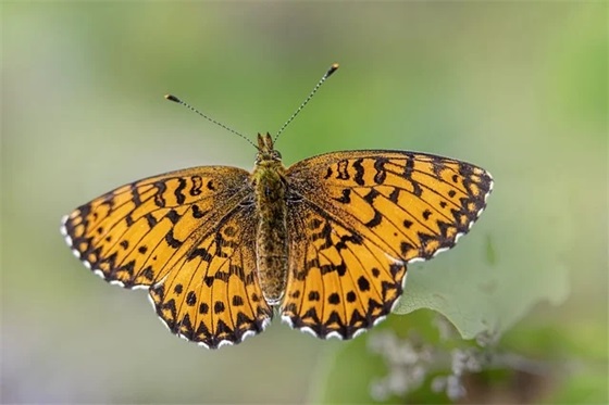 赞美家乡情怀短语 家乡情怀短语(精选17句)