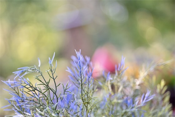 假文盲(精选2篇)