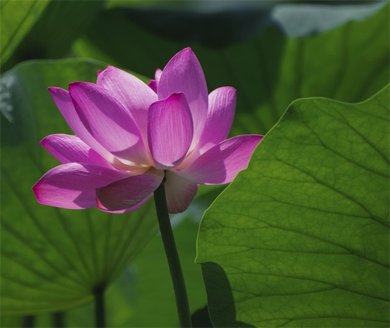 亡者生日寄语 亡兄生日寄语(精选18句)