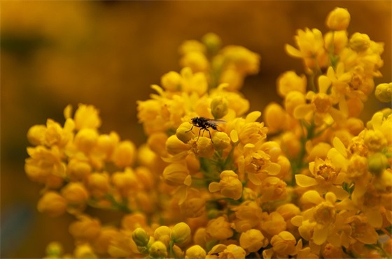 王者荣耀吕布台词 王者荣耀吕布台词方天画戟面前
