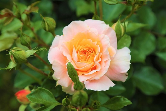 方圆仅此一家 最吸引人的装修宣传语(精选50句)