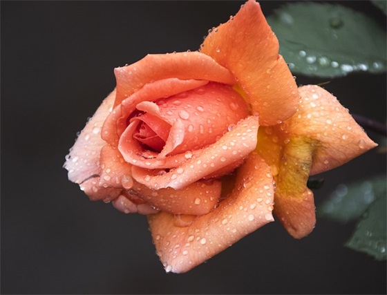 绿色低碳环保口号(精选45句)