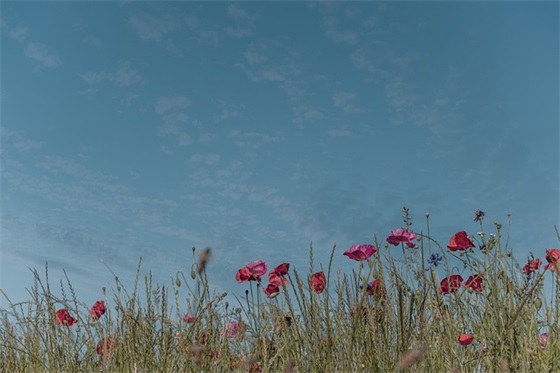 经典的公益广告语(精选46句)