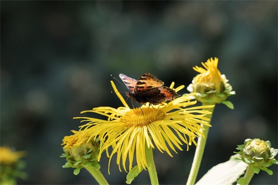 和朋友聚餐发朋友圈的文案(精选40句)