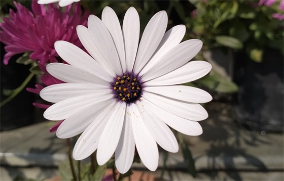 喝杯星柠乐然后去上课 推销柠檬茶的宣传语