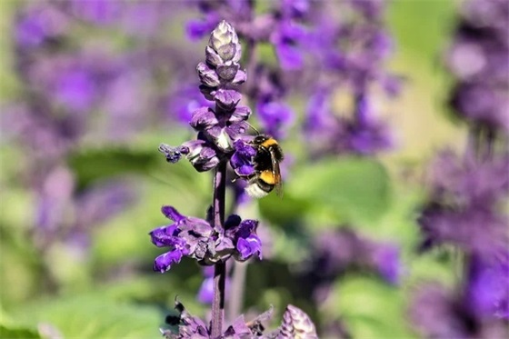 2024年新课程标准小学语文(精选3篇)