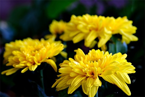 祝老板发财的顺口溜 祝老板发财的顺口溜表情包