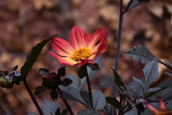 小英雄雨来缩写250字精选3篇