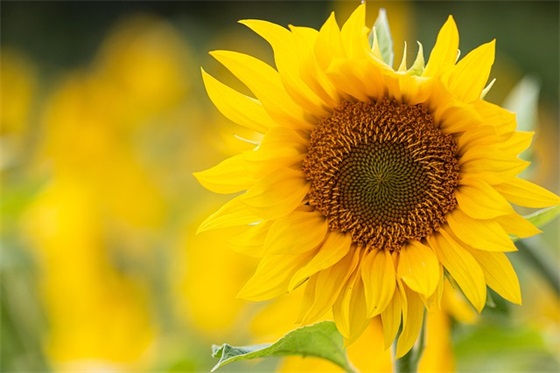 幼师座右铭大全 幼师座右铭大全 励志简短