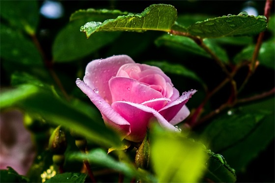 有个性的花样qq昵称(精选83个)