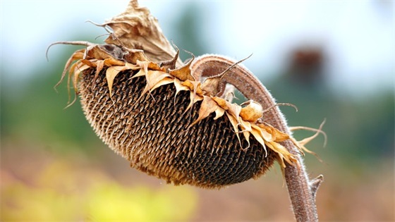 祝老板发财的顺口溜 祝老板发财的顺口溜视频