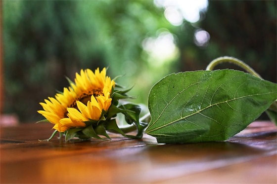 最美的情话最暖心短句句句走心(精选26句)