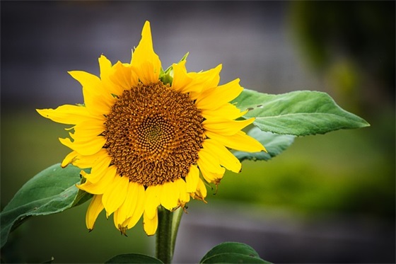 门窗最新广告语 高端门窗广告语(精选49句)