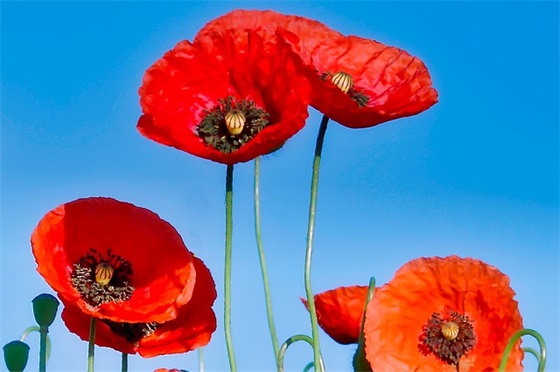 快手经典封面签名(精选34句)