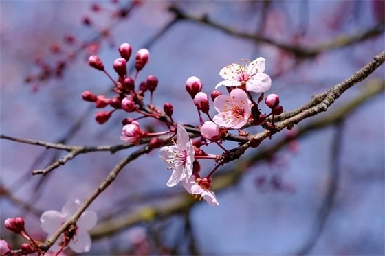 安全保卫工作方案