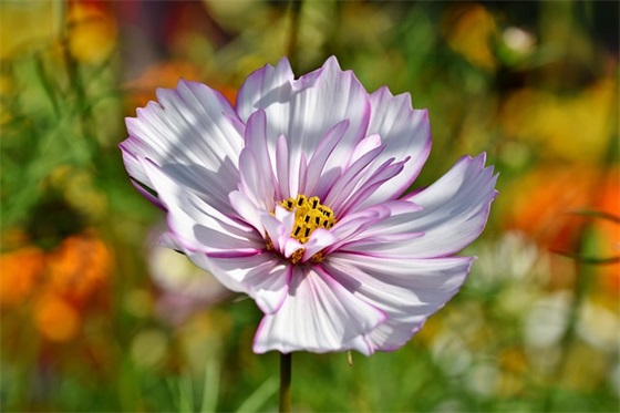 土木工程施工论文