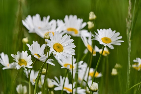 创意产业园规划方案